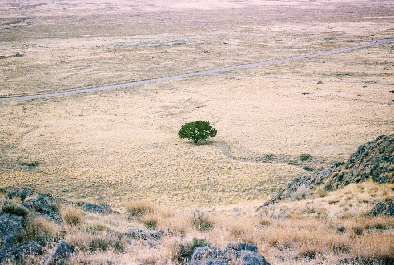 Wide dry field landscape showing how regional climate changes lawn choices