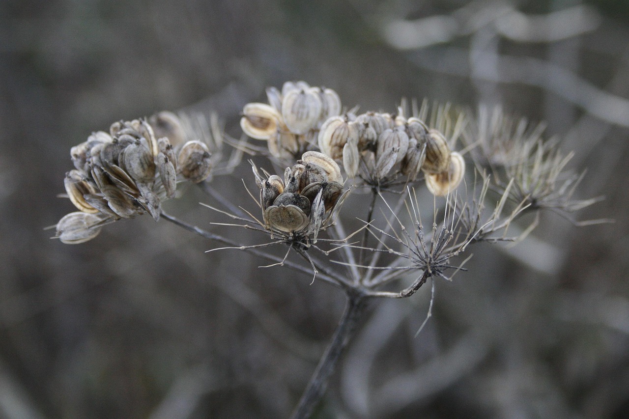 Dry seed head close-up representing low-input lawn resilience