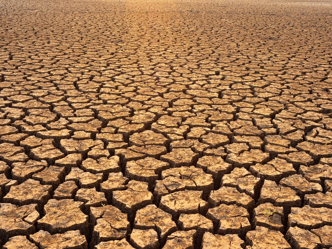 Sunlit dry field representing full sun and heat exposure