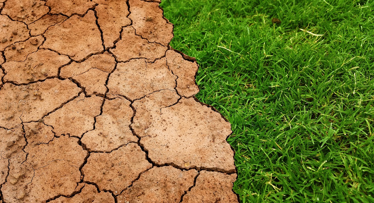Dry cracked soil beside healthy green grass showing why drought-tolerant lawn choice matters