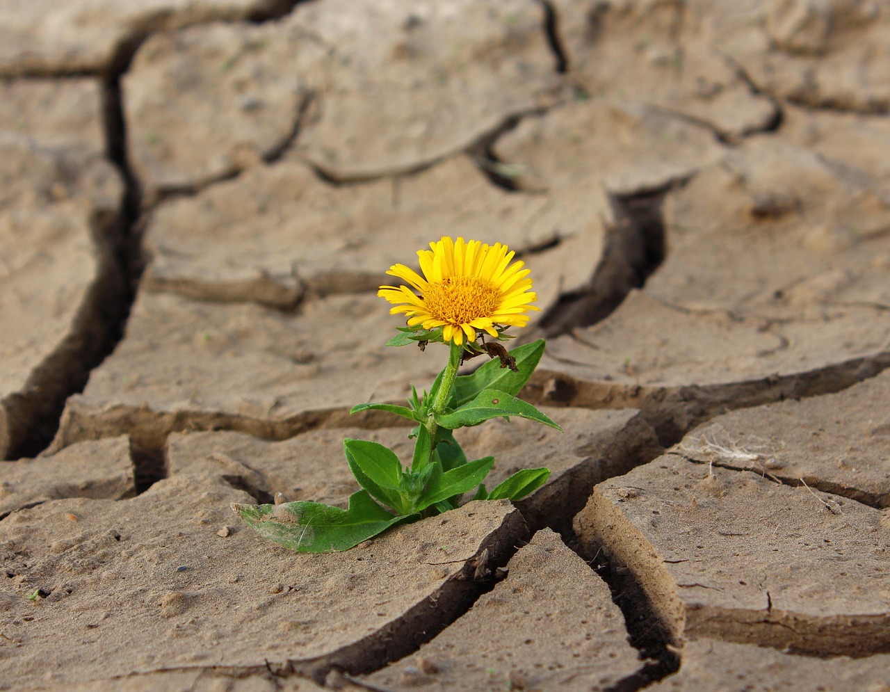 Small flower growing through dry ground showing recovery and survival in harsh conditions