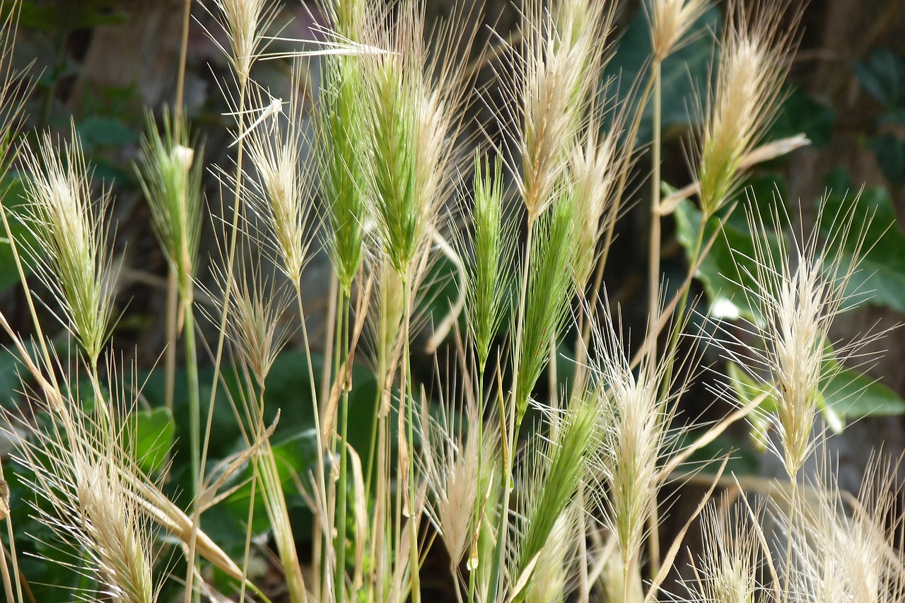 Close view of grass seed heads representing different grass families